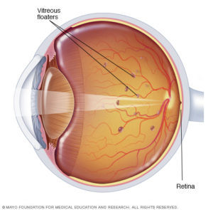 Anatomy of the Eye - Retina-Vitreous Surgeons of CNY