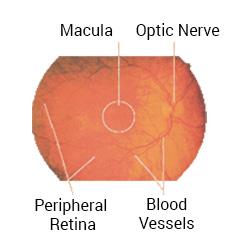 Anatomy of the Eye - Retina-Vitreous Surgeons of CNY